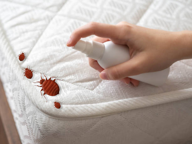 Best Spider Control Near Me  in Battle Mountain, NV