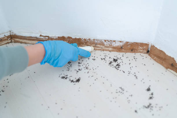 Best Wasp Removal Services  in Battle Mountain, NV
